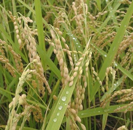 f:id:Gittyom:20050923100844j:image:w150