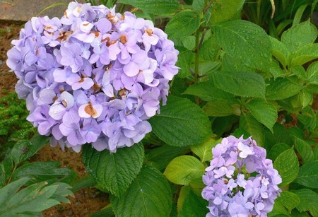 f:id:Gittyom:20060722190621j:image:w150