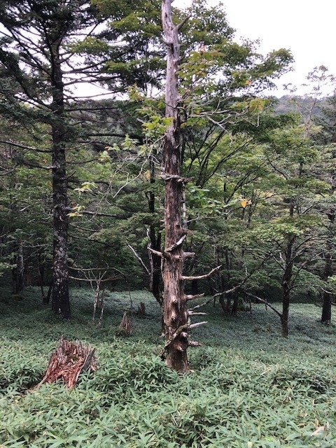 f:id:GlphTM26:20191004121344j:plain f:id:GlphTM26:20191004121344j:plain