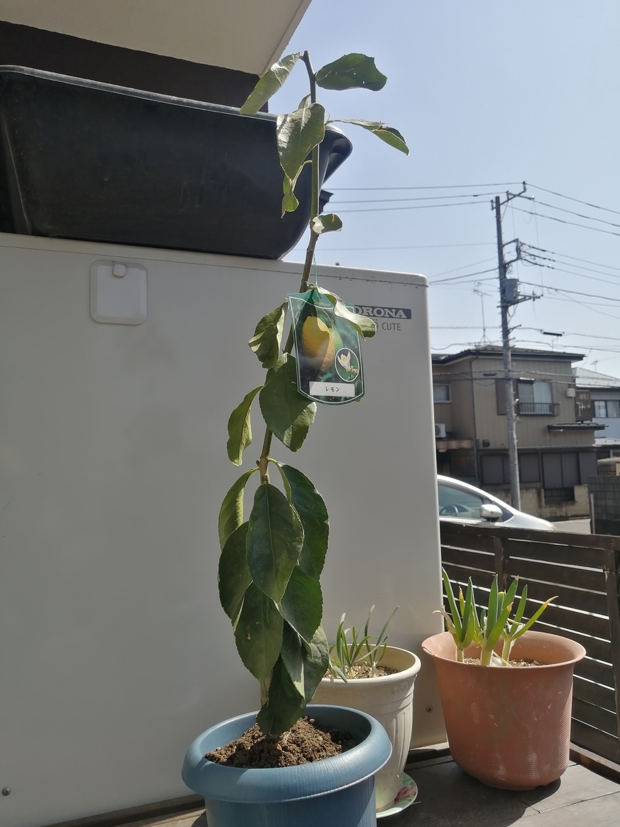 f:id:Gob-gari-san:20210318122353j:plain
