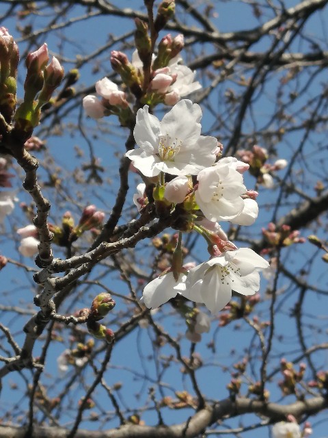 f:id:Gob-gari-san:20210318222427j:plain