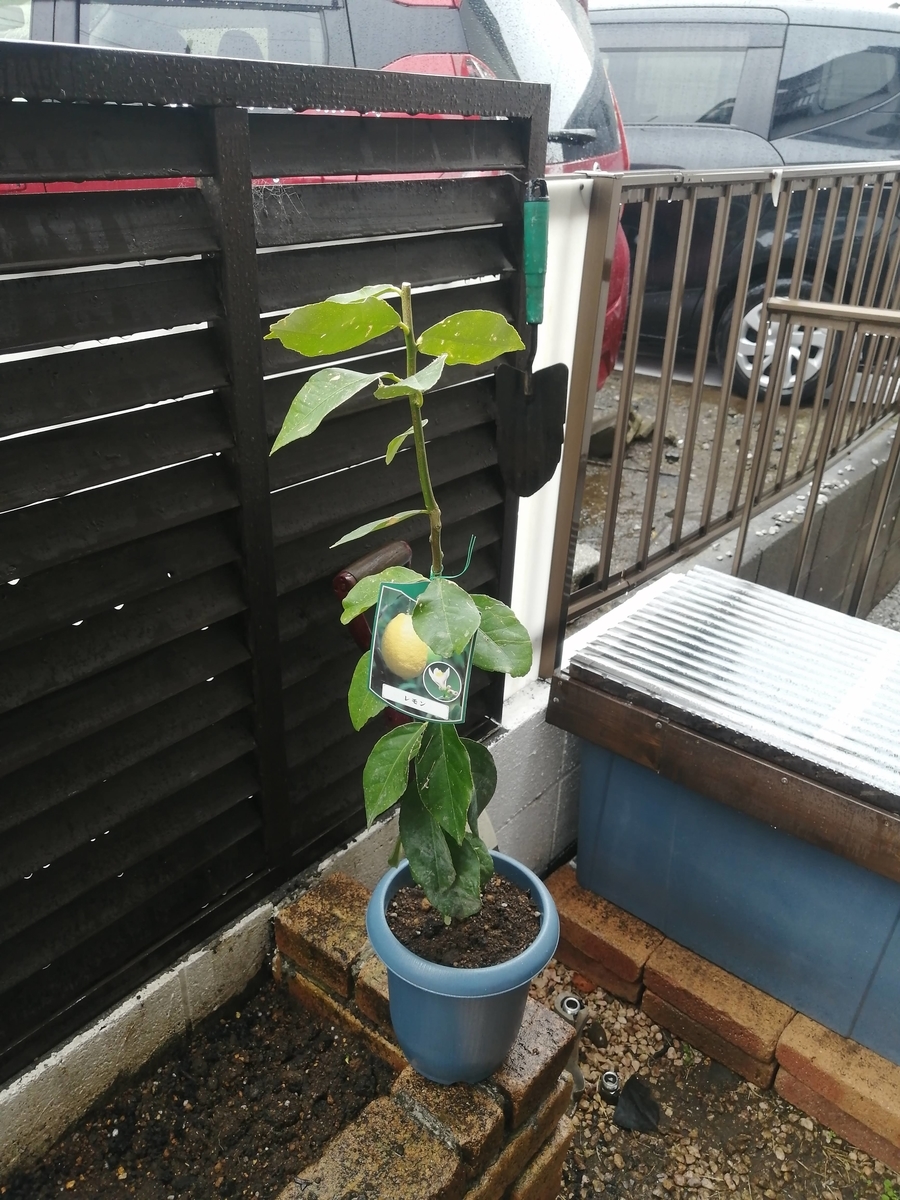 f:id:Gob-gari-san:20210325224601j:plain