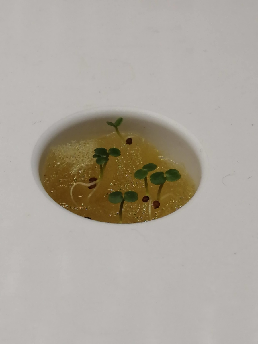 f:id:Gob-gari-san:20210528221036j:plain