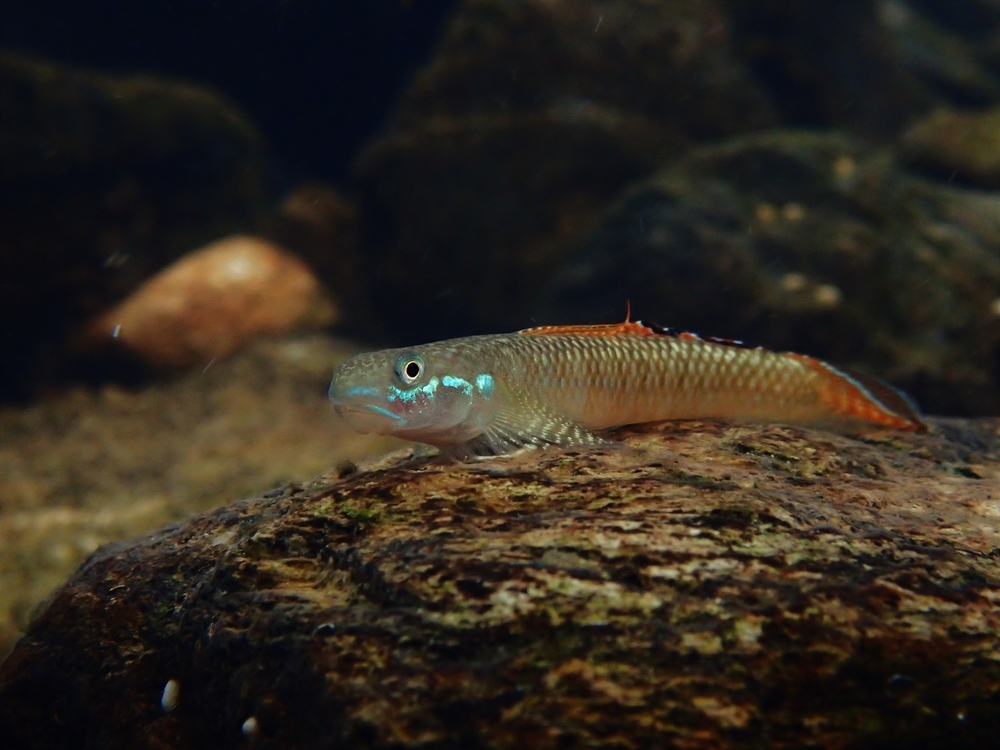 f:id:Gobius:20181116225716j:plain f:id:Gobius:20181116225716j:plain