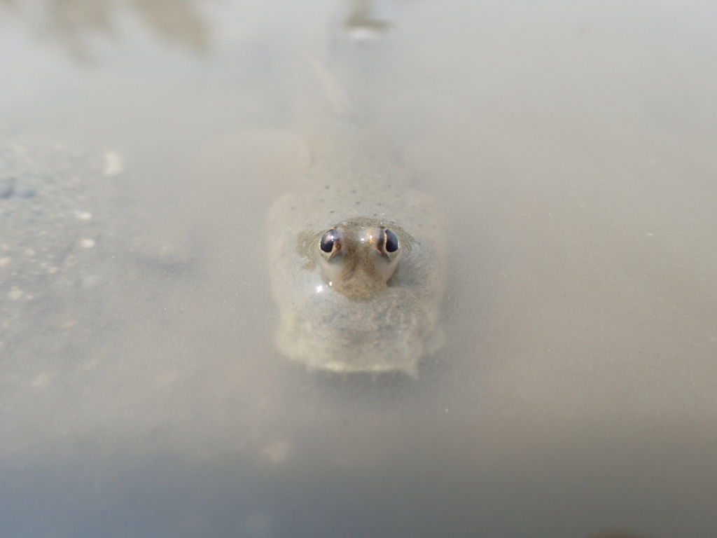 トントンミー - イーブーの観察日記
