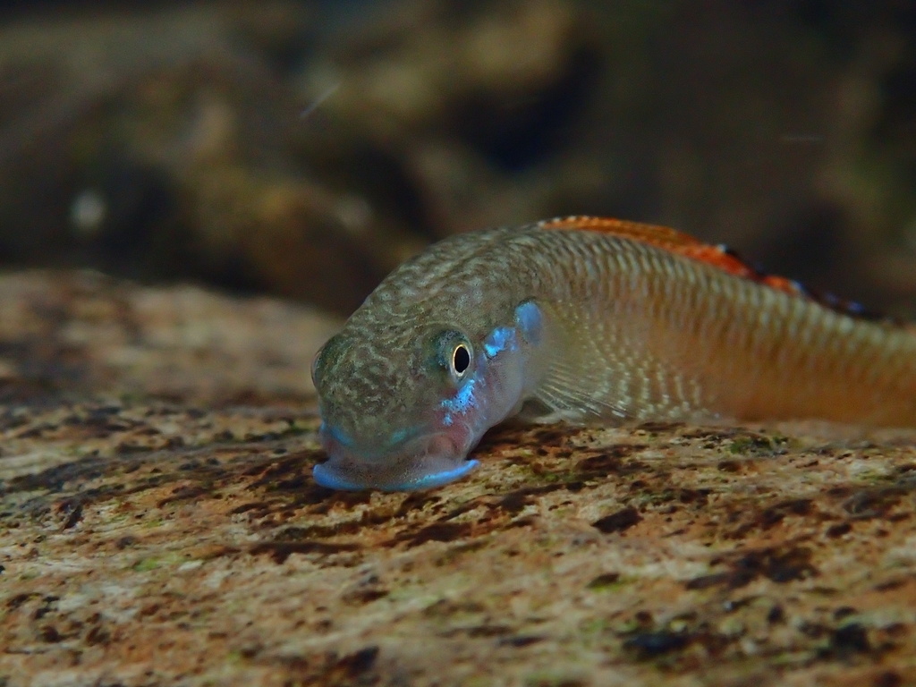 f:id:Gobius:20181208155531j:plain f:id:Gobius:20181208155531j:plain
