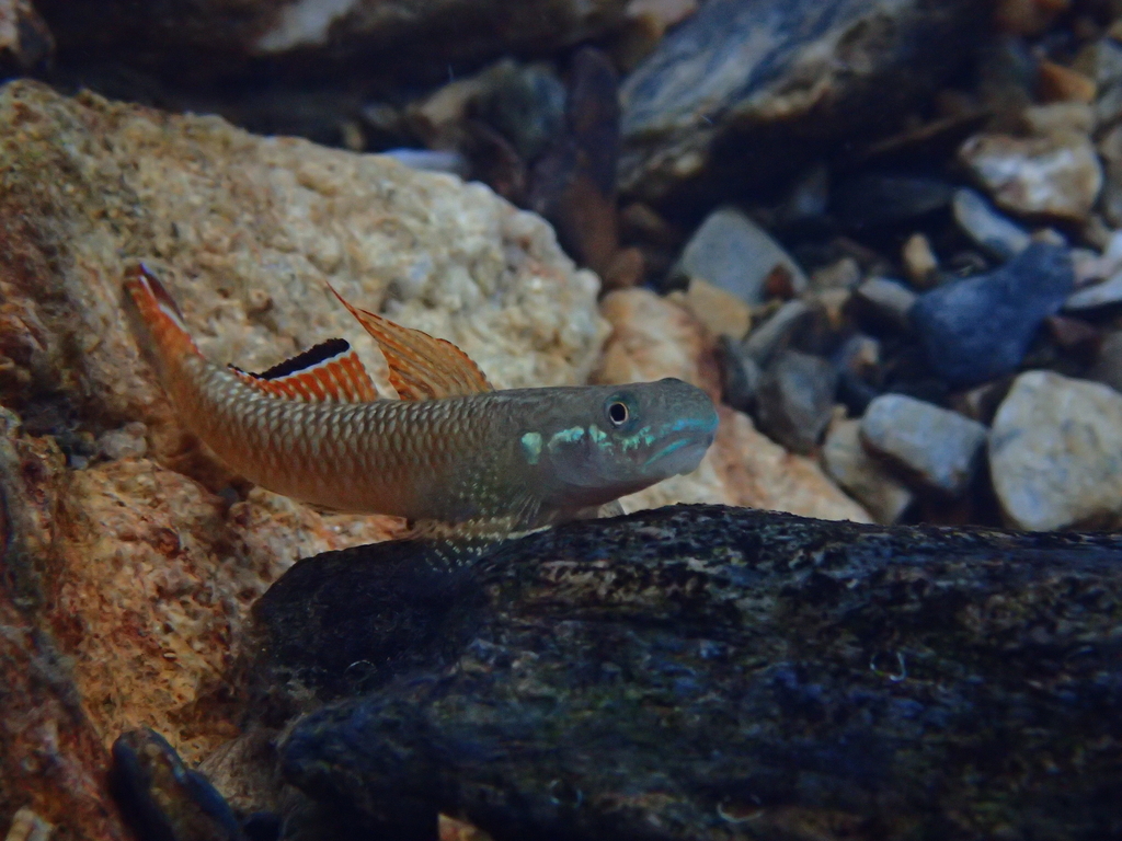 f:id:Gobius:20181221184722j:plain f:id:Gobius:20181221184722j:plain