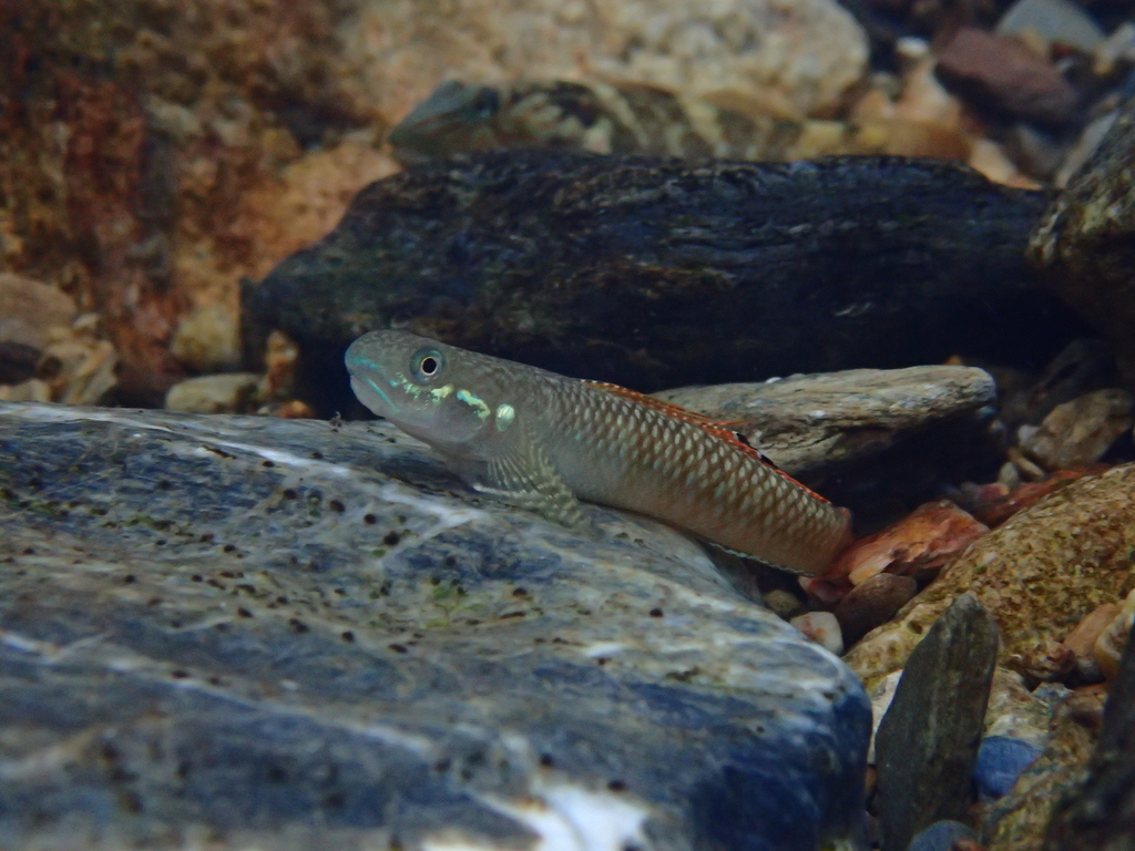 f:id:Gobius:20181221184919j:plain f:id:Gobius:20181221184919j:plain