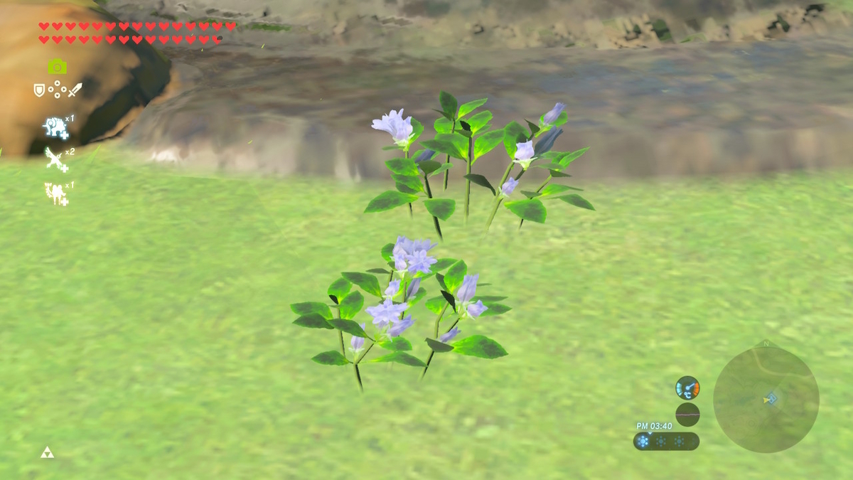 リンドウ