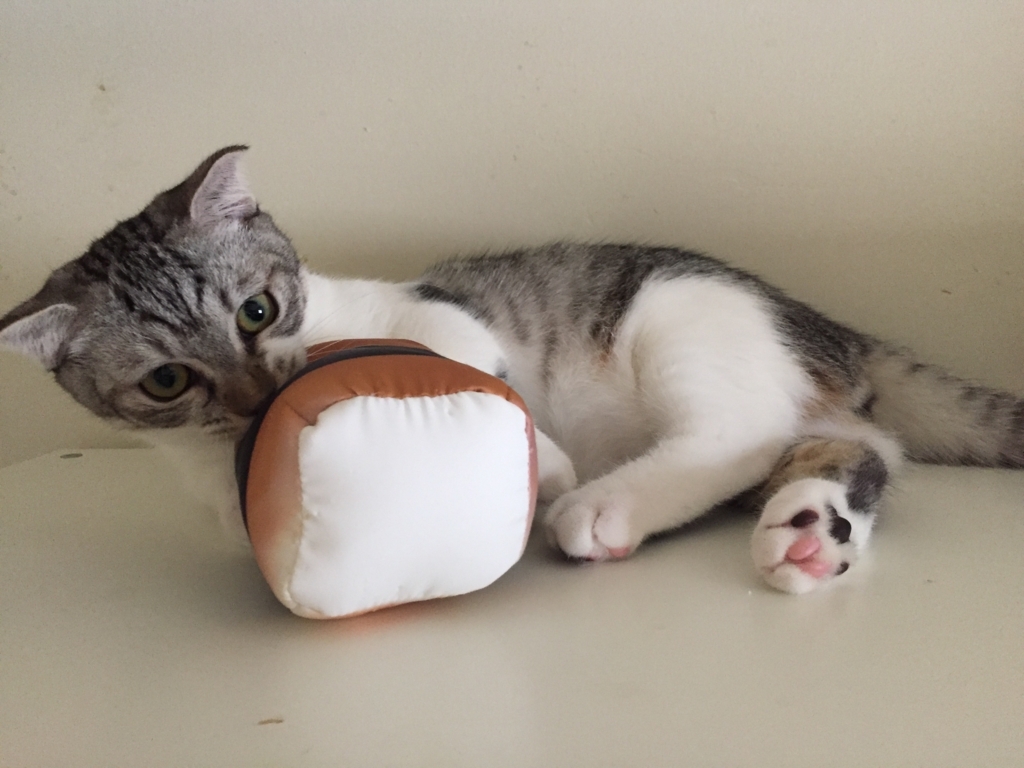 f:id:Gomez-cat:20170819005228j:plain f:id:Gomez-cat:20170819005228j:plain