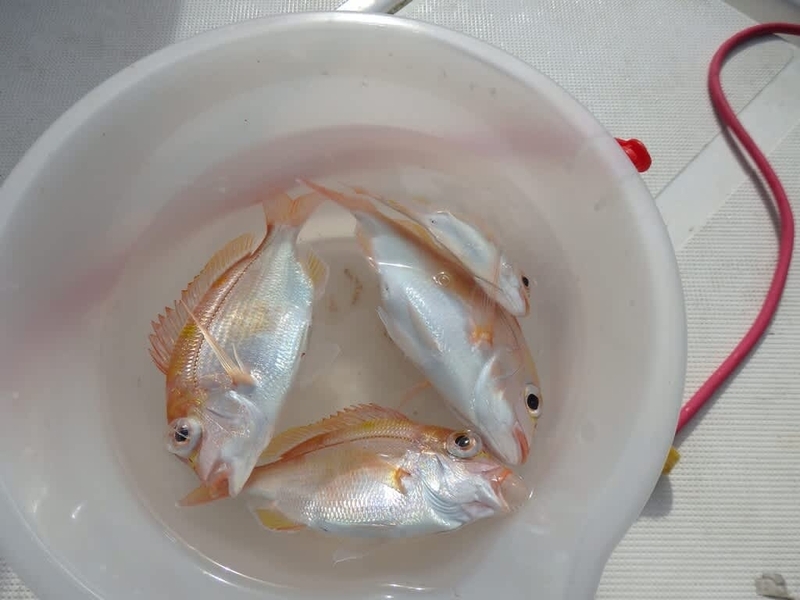 午前中の釣果(二人で)