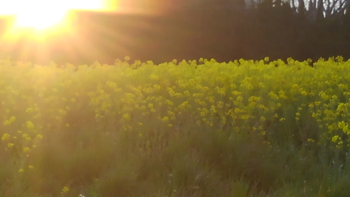 f:id:GoodMorningForRun:20200326123514j:plain