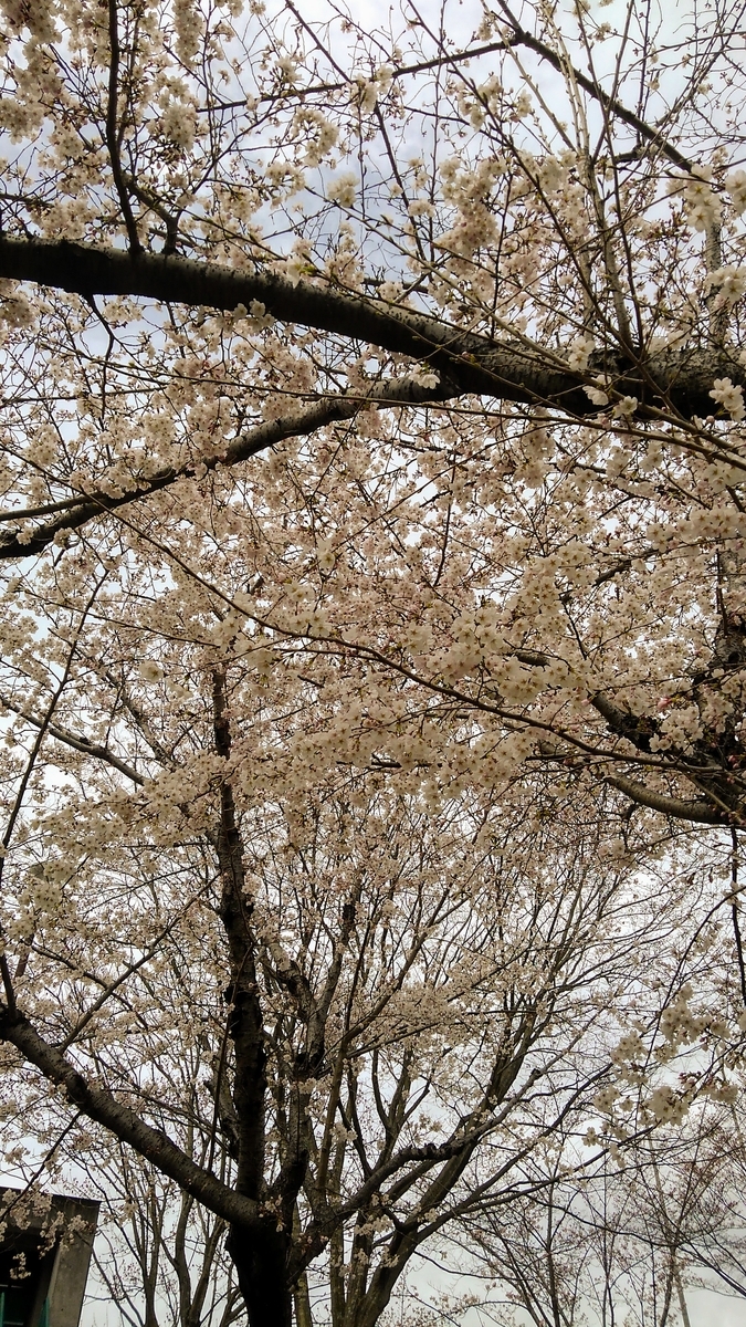 f:id:GoodMorningForRun:20200328150511j:plain
