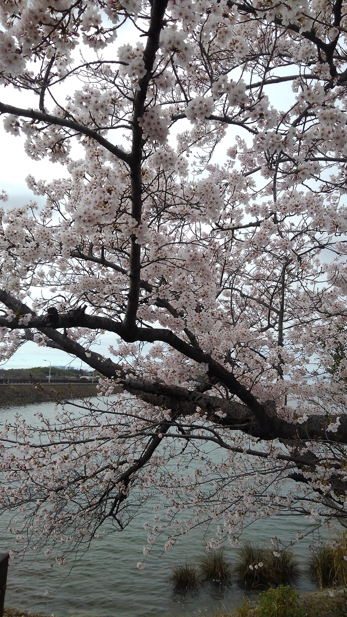 f:id:GoodMorningForRun:20200329154144j:plain