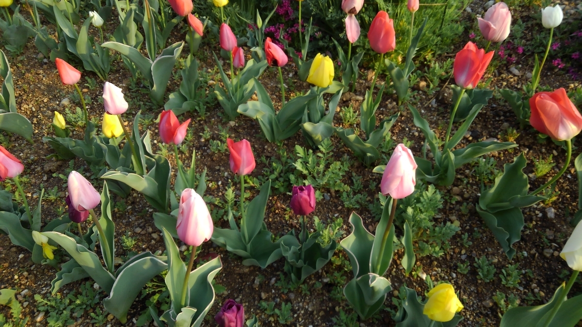 f:id:GoodMorningForRun:20200404155037j:plain f:id:GoodMorningForRun:20200404155037j:plain