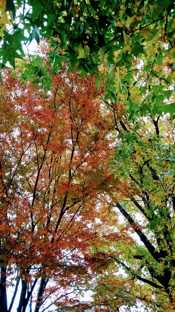 f:id:GoodMorningForRun:20201107172525j:plain