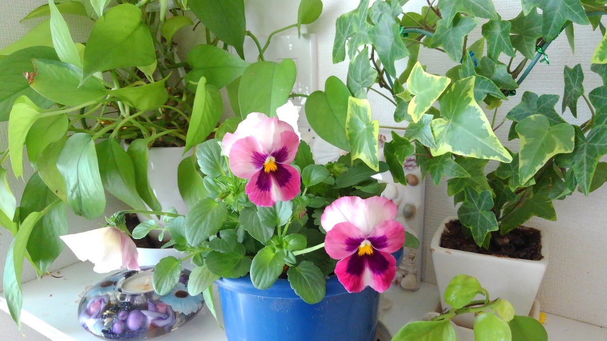 f:id:GoodMorningForRun:20201110143147j:plain f:id:GoodMorningForRun:20201110143147j:plain