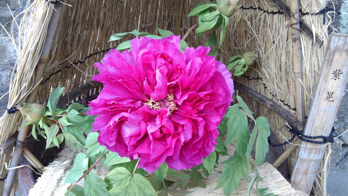 f:id:GoodMorningForRun:20210120202347j:plain