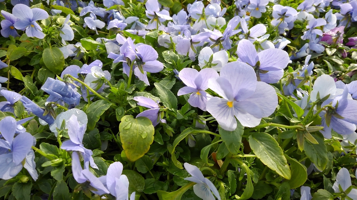 f:id:GoodMorningForRun:20210201184052j:plain