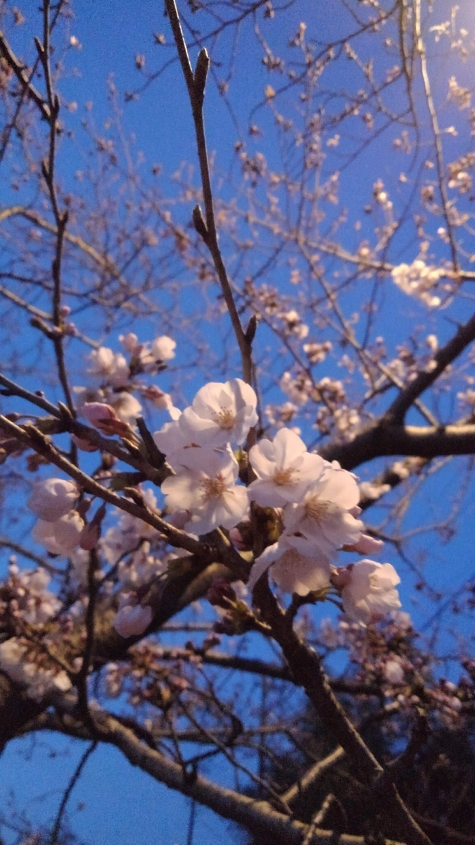 f:id:GoodMorningForRun:20210322201431j:plain