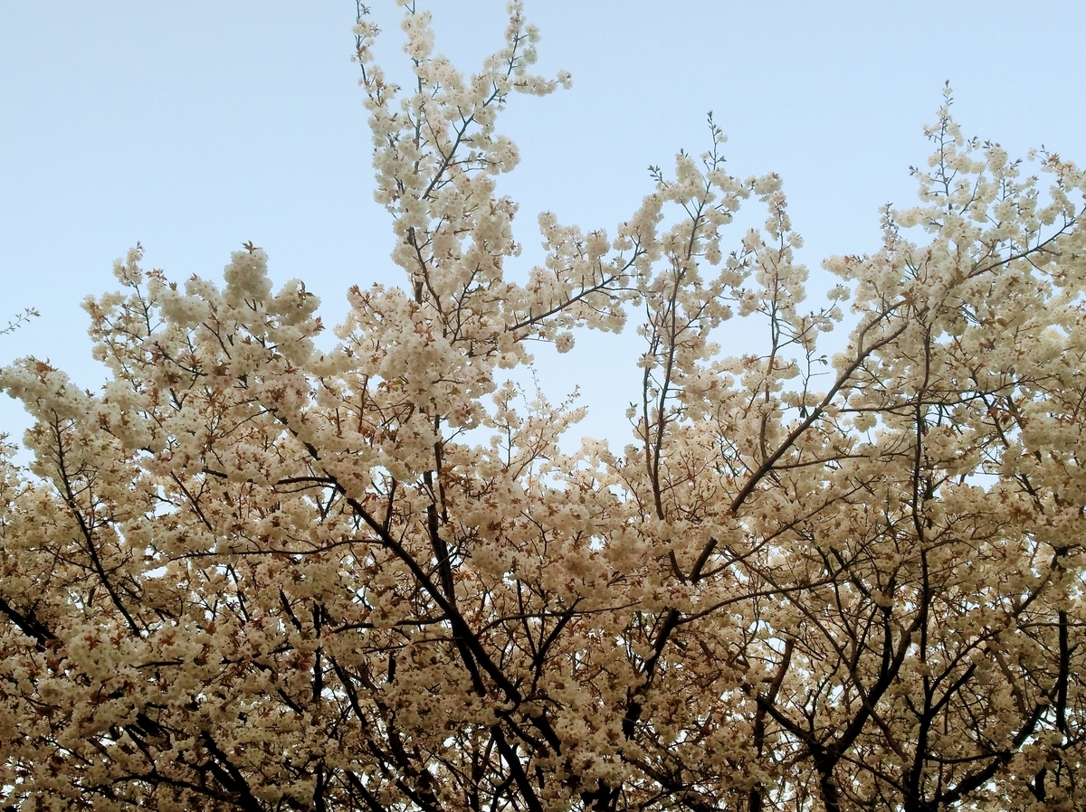 f:id:GoodMorningForRun:20210324194112j:plain