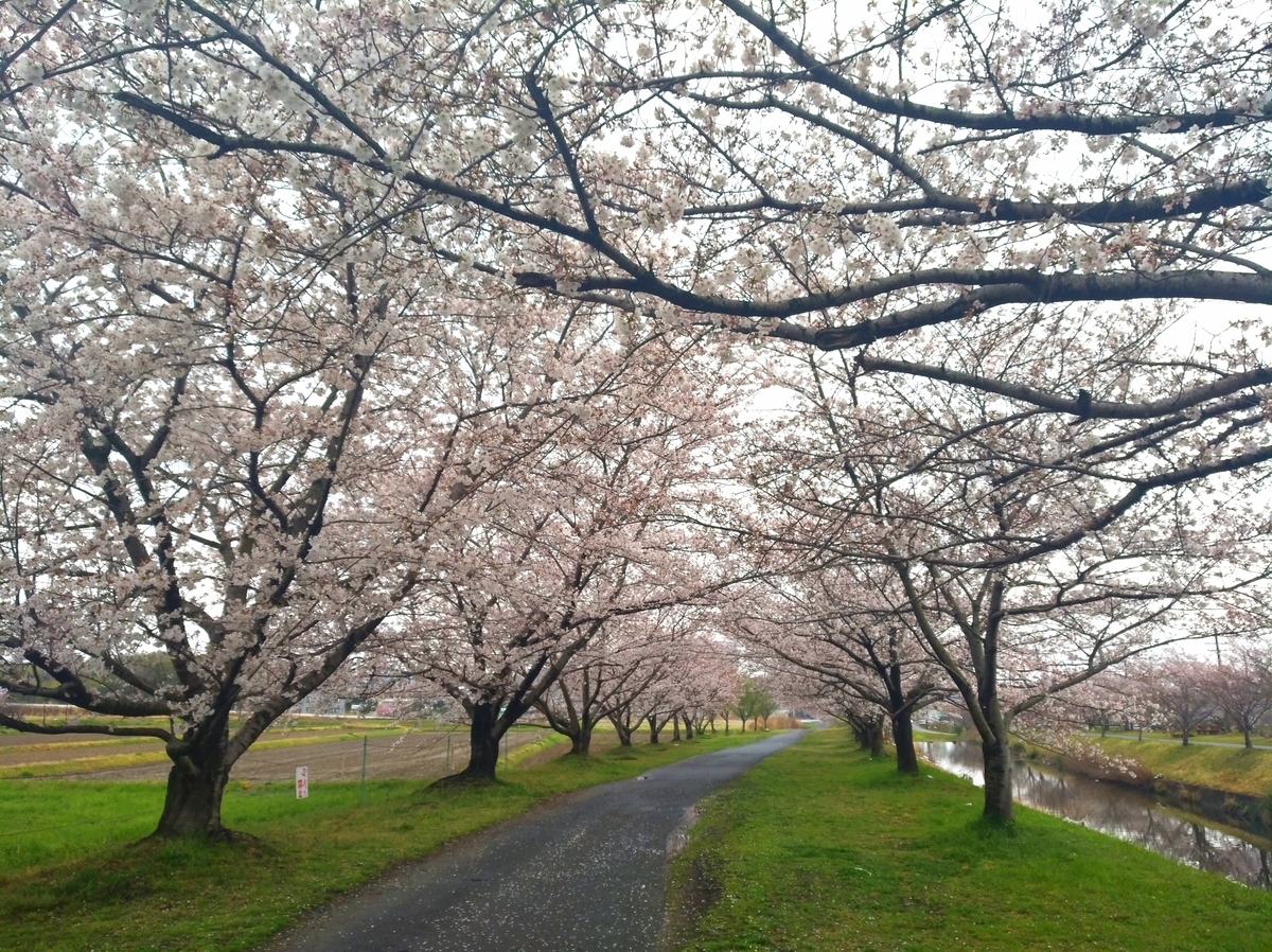 f:id:GoodMorningForRun:20210330051925j:plain