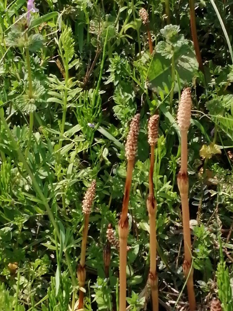 f:id:GoodMorningForRun:20210402200411j:image f:id:GoodMorningForRun:20210402200411j:image