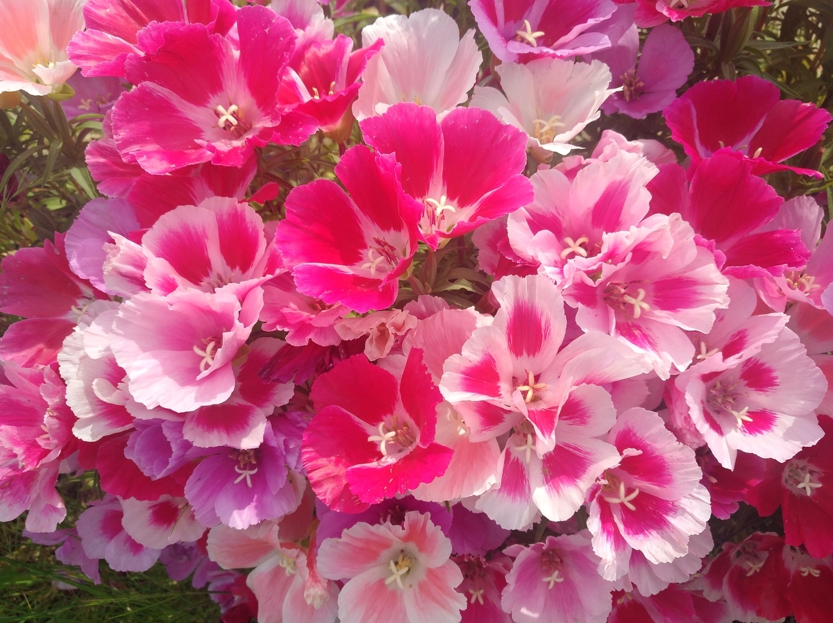f:id:GoodMorningForRun:20210529171025j:plain