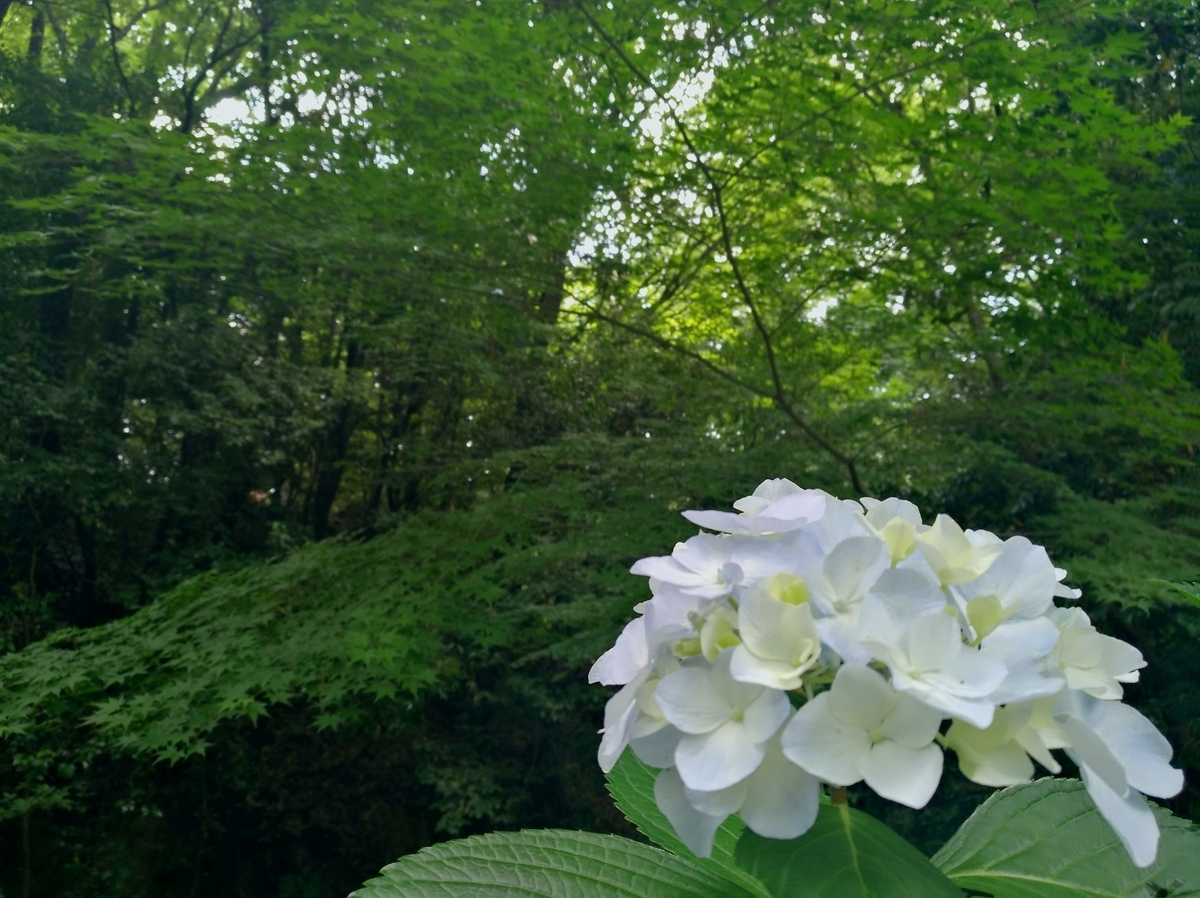 f:id:GoodMorningForRun:20210615191039j:plain