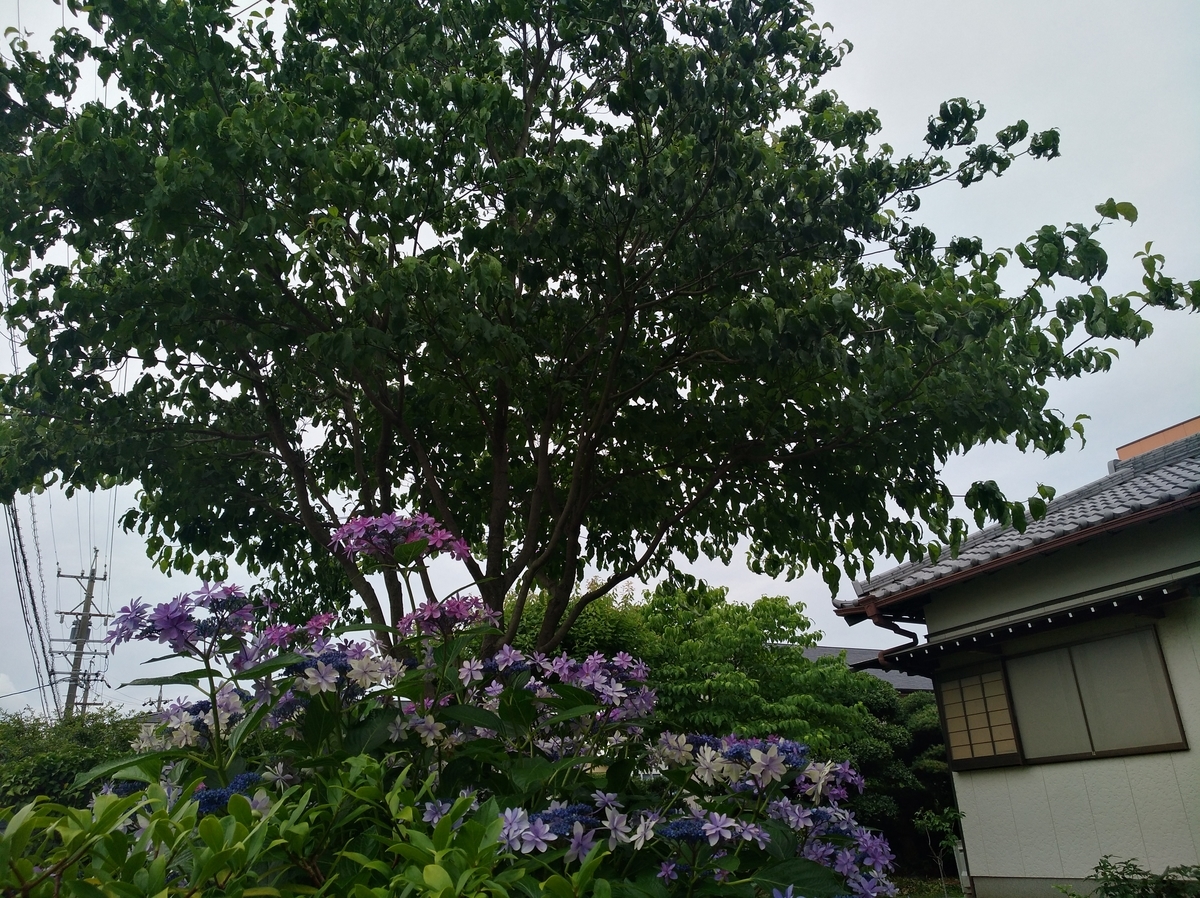 f:id:GoodMorningForRun:20210618173040j:plain