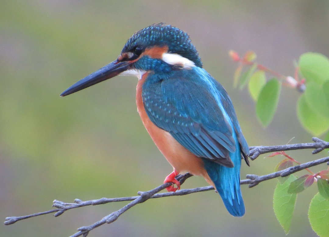 f:id:GoodMorningForRun:20210821183621p:plain