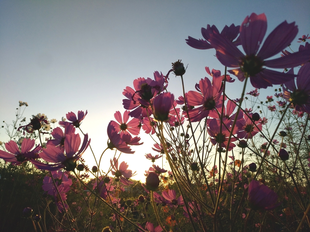 f:id:GoodMorningForRun:20211005195908j:plain