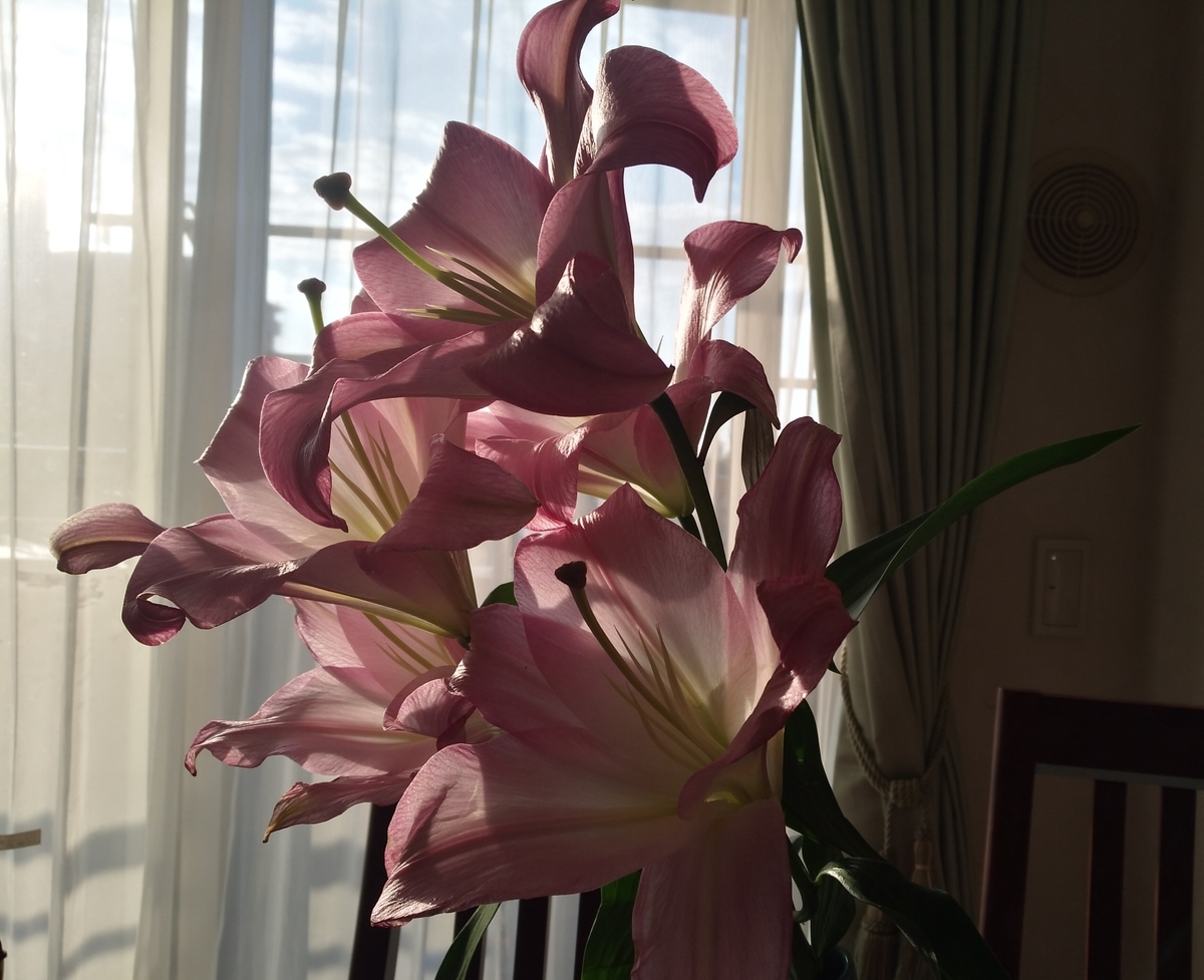 f:id:GoodMorningForRun:20211125205932j:plain