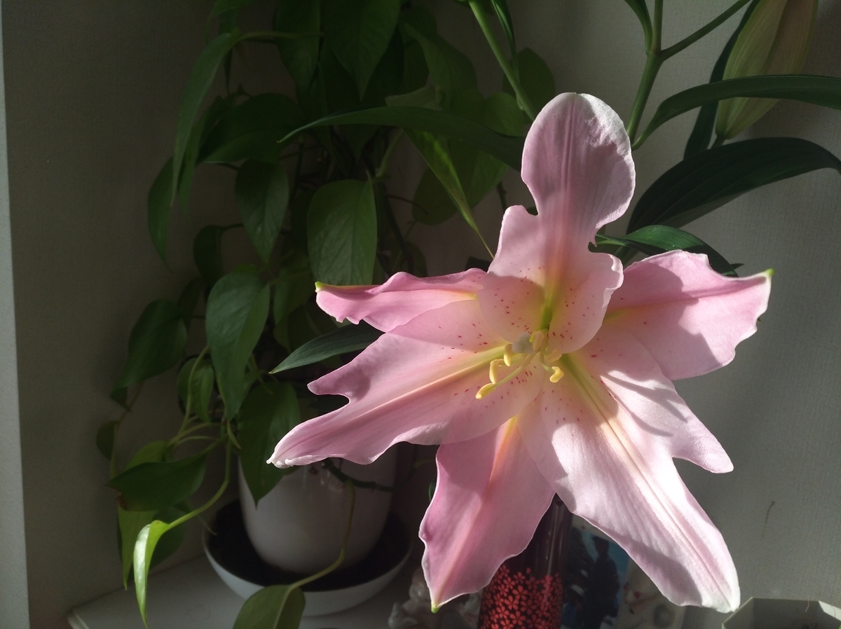 f:id:GoodMorningForRun:20220107203935j:plain