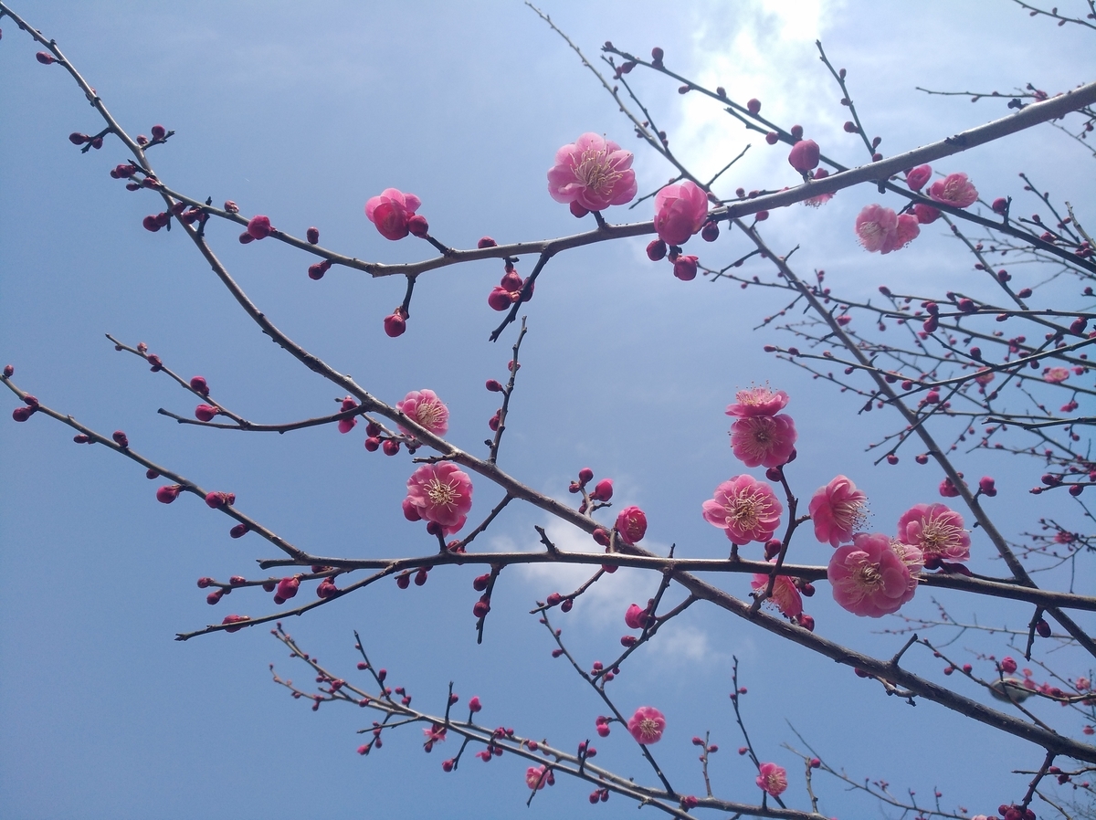 f:id:GoodMorningForRun:20220302201453j:plain