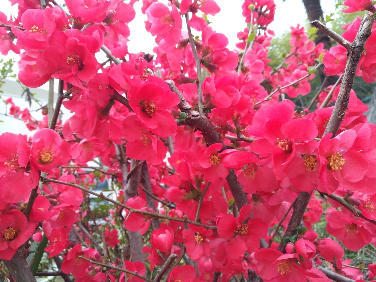 f:id:GoodMorningForRun:20220401195459j:plain