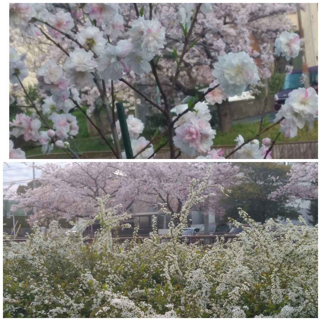 f:id:GoodMorningForRun:20220404204216j:plain