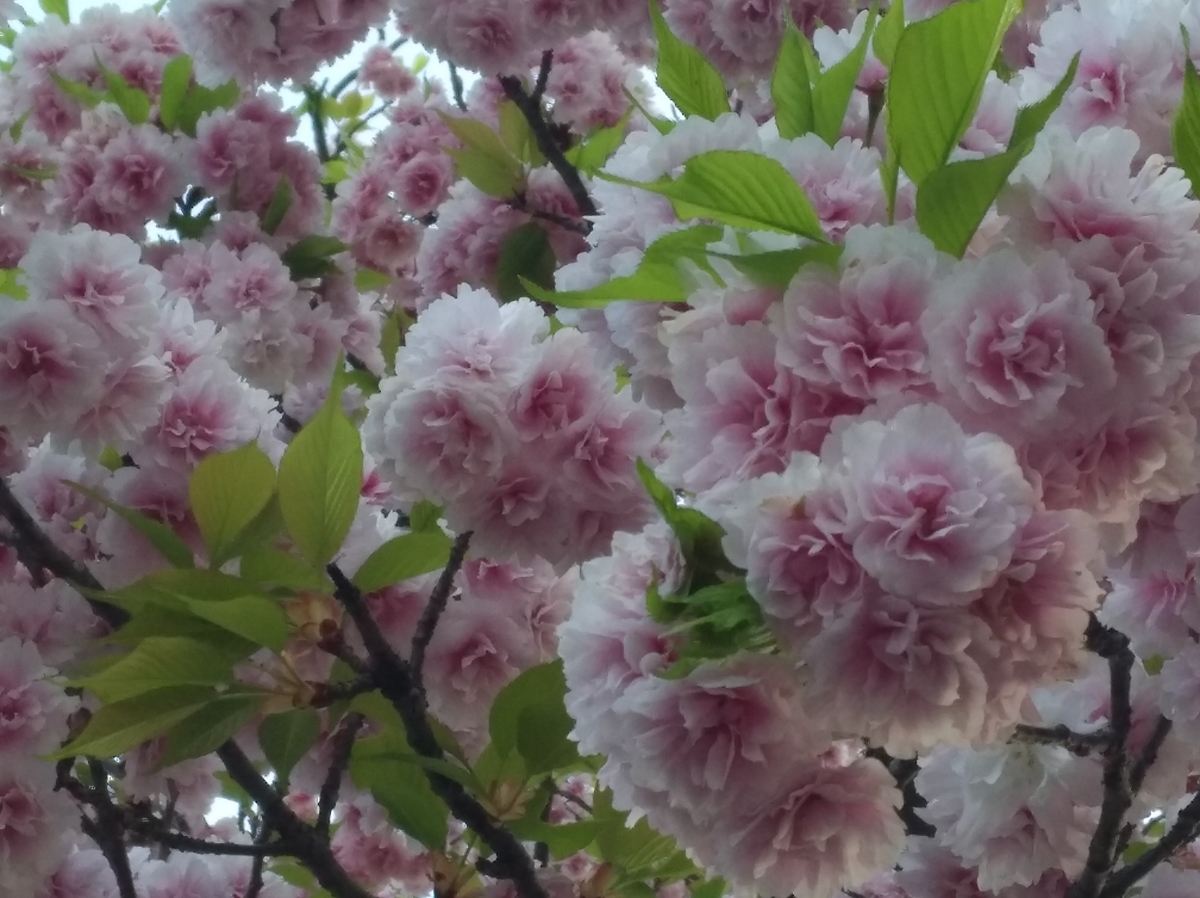 f:id:GoodMorningForRun:20220414205137j:plain