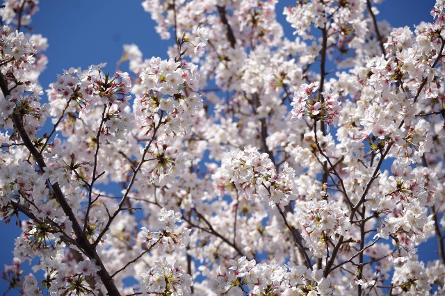 f:id:GoodMorningForRun:20230331213157j:image f:id:GoodMorningForRun:20230331213157j:image