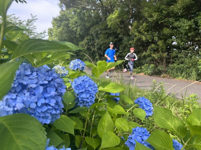 f:id:GoodMorningForRun:20230610172207j:image f:id:GoodMorningForRun:20230610172207j:image