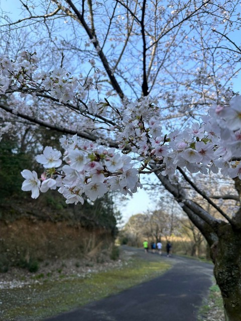 f:id:GoodMorningForRun:20240331192921j:image f:id:GoodMorningForRun:20240331192921j:image