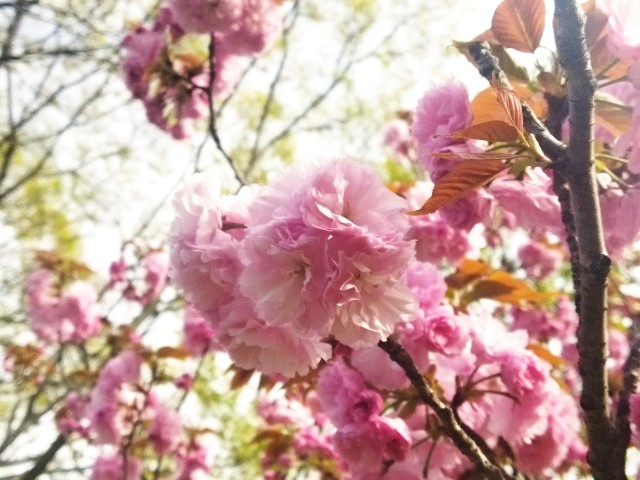 f:id:GoodMorningForRun:20240412182803j:image f:id:GoodMorningForRun:20240412182803j:image