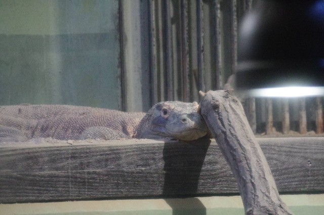 f:id:GoodMorningForRun:20241205152001j:image