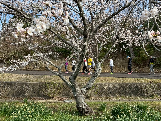 f:id:GoodMorningForRun:20250330122701j:image