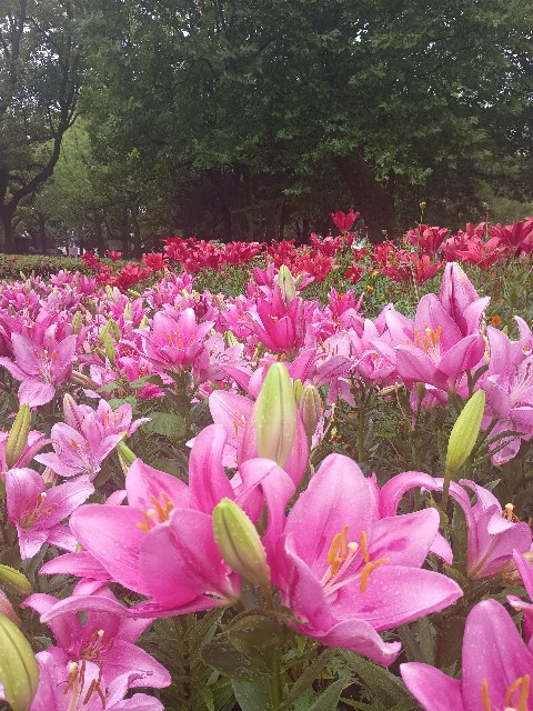 f:id:GoodMorningForRun:20250617101228j:image f:id:GoodMorningForRun:20250617101228j:image