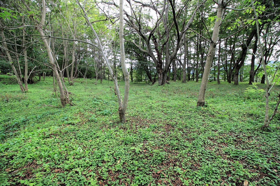 f:id:Gorgon:20201115185918j:plain