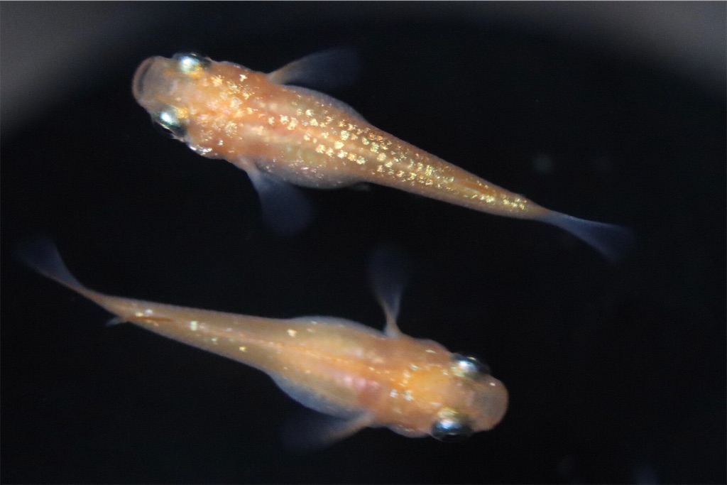 王華と忘却の翼 ゴリラめだかのブログ