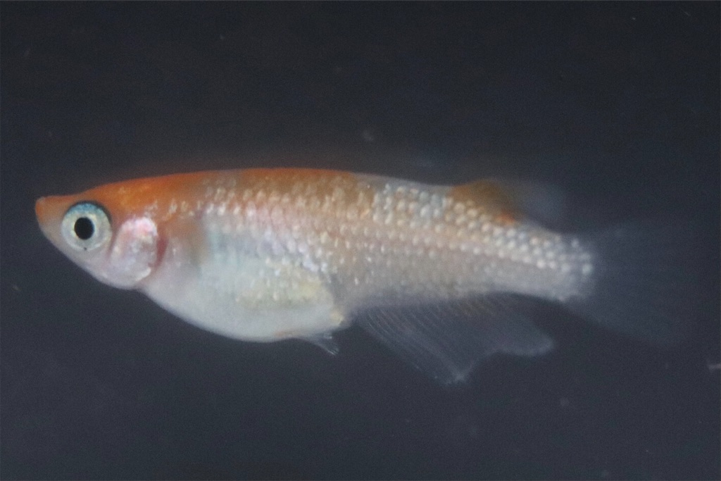 王華と忘却の翼 ゴリラめだかのブログ