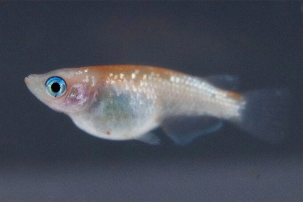 王華と忘却の翼 ゴリラめだかのブログ