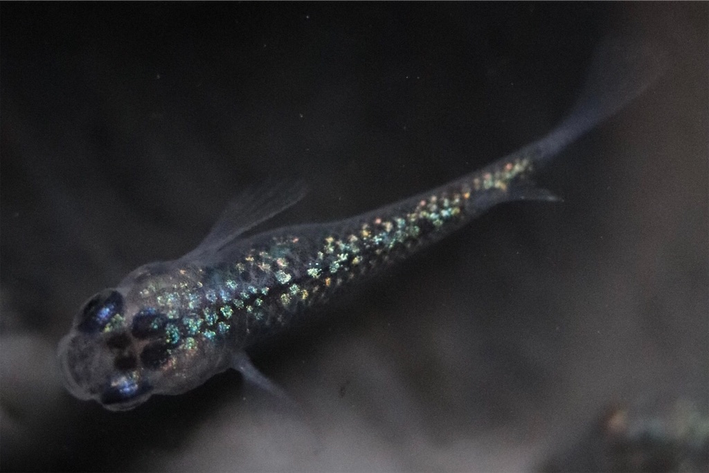 王華と忘却の翼 ゴリラめだかのブログ